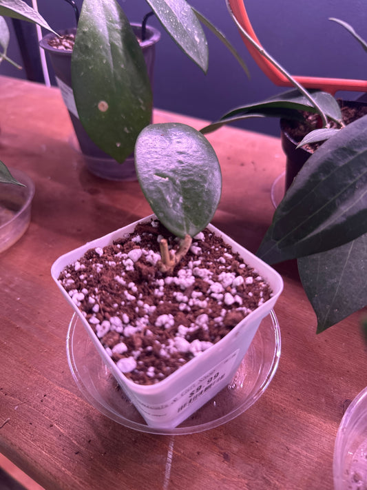 Hoya Acuta 'Outer Variegated (Rev)' (#699618925)