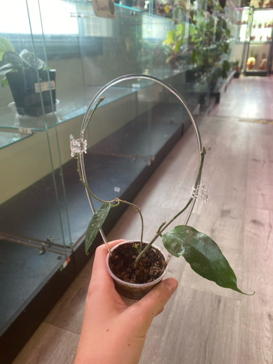 Hoya sanguensis 'Malaysia' (#330383660)