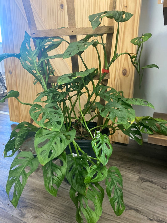Monstera adansonii (#291906753)