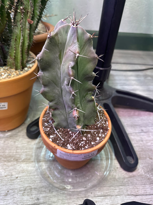 Stenocactus pruinosus (#225255823)