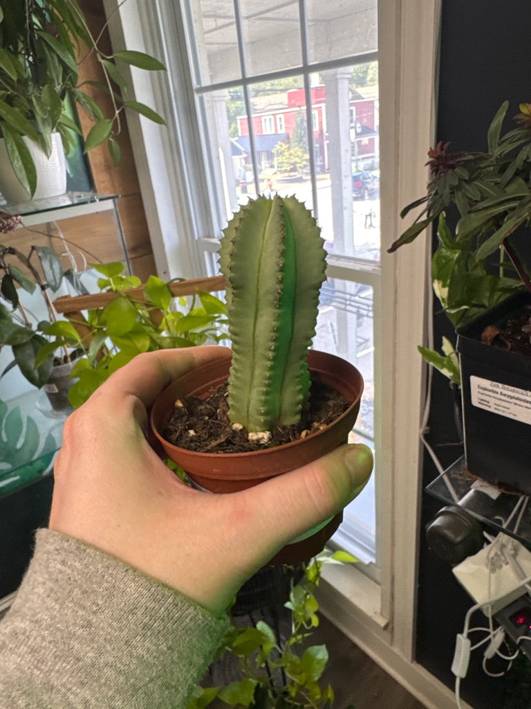 Euphorbia Fructosa 'Inermis' (#646145788)