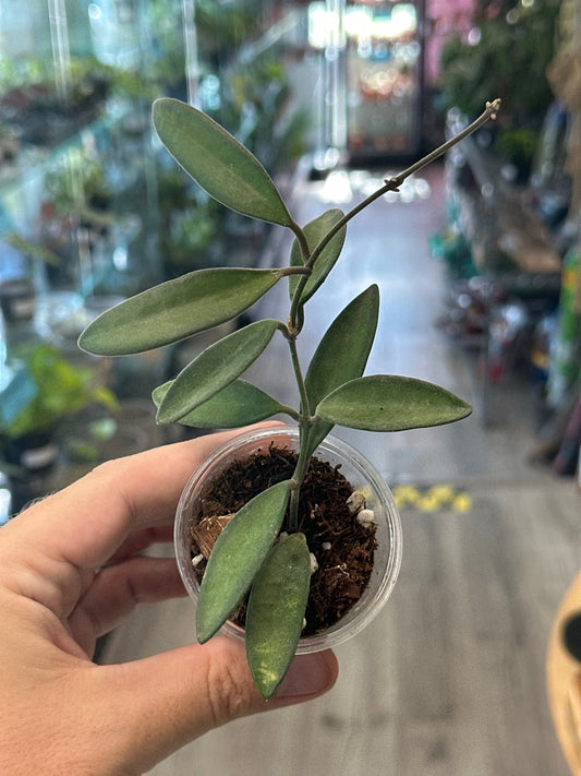 Hoya anncajanoae [ID #70647753]