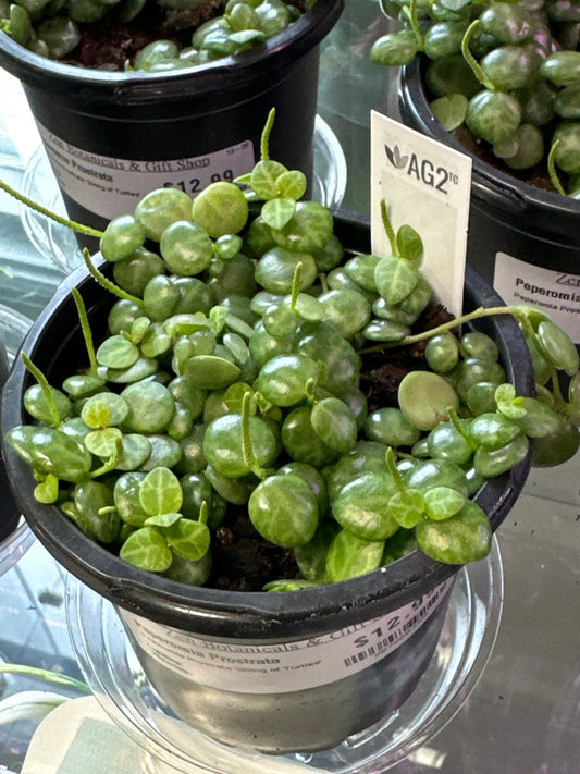 Peperomia Prostrata 'String of Turtles' (#987880350)