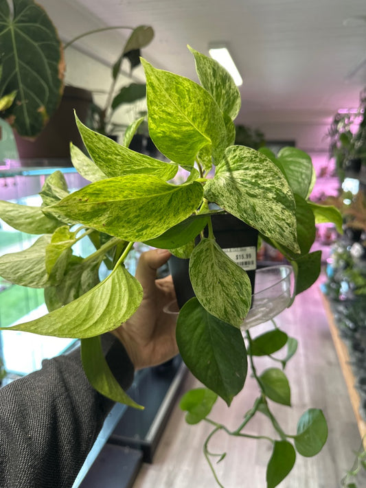 Epipremnum Aureum 'Marble Queen' (#500459884)