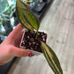 Hoya macrophylla 'Pot of Gold' (#708844470)