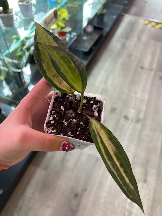 Hoya macrophylla 'Pot of Gold' (#708844470)
