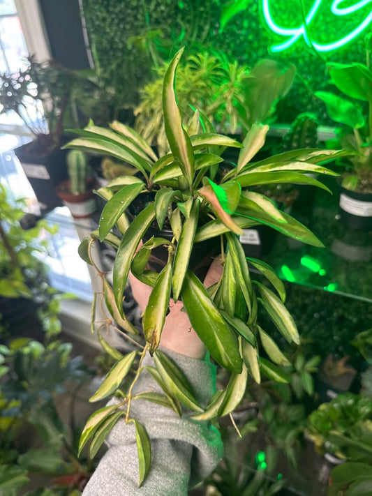 Hoya Wayetii 'Tri-Color' (#949500759)