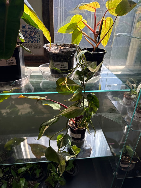 Philodendron Hederaceum 'Silver Stripe' (#947630527)