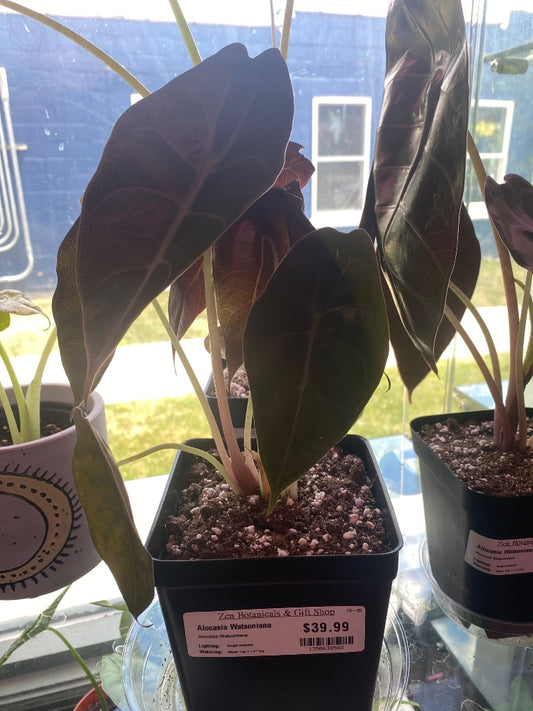 Alocasia Watsoniana (#1350638582)