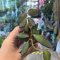 Hoya sp. aff. burtoniae [ID #72598800315]