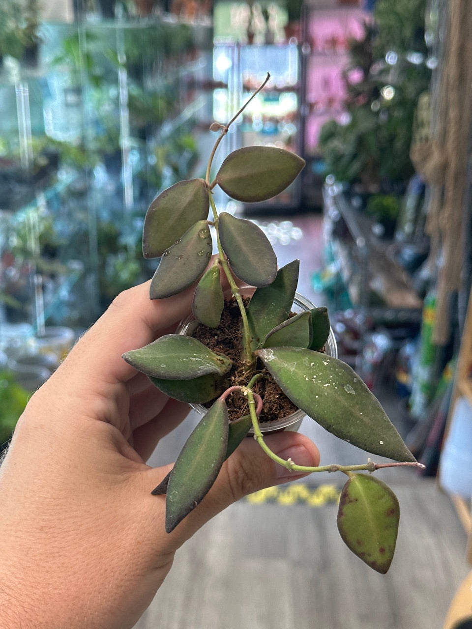 Hoya sp. aff. burtoniae [ID #72598800315]