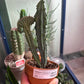 Myrtillocactus geometrizans 'monstrose X cristata morph' (#937952569)