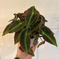 Begonia Cv. 'listada' (#746721792)