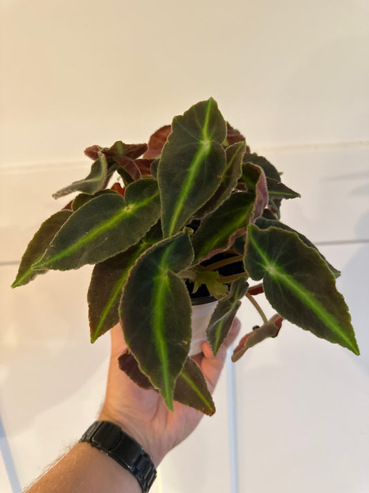 Begonia Cv. 'listada' (#746721792)