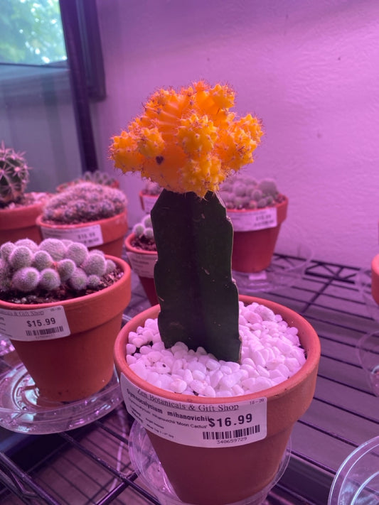 Gymnocalycium  mihanovichii 'Moon Cactus' (#348659729)