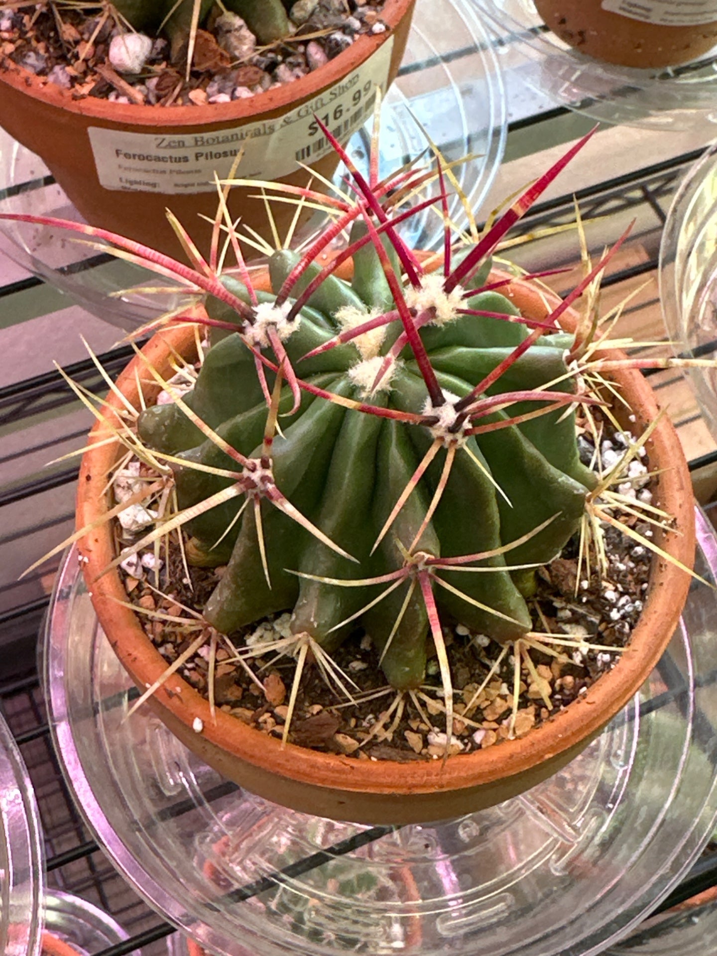 Ferocactus Pilosus (4") [ID #16927576477]