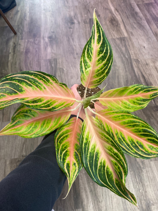 Aglaonema Pink Sunset (4") [ID #84030888]