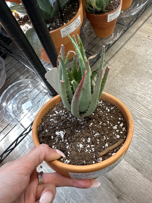 Aloe cv. 'Blue Elf' (#520253675)
