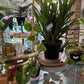 Epipremnum Aureum 'Marble Queen' (#989525573)