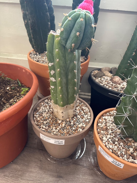 Echinopsis pachanoi 'Lucy' (#430640601)