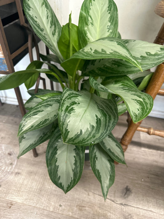 Aglaonema cv. 'Silver Bay' (#696675136)