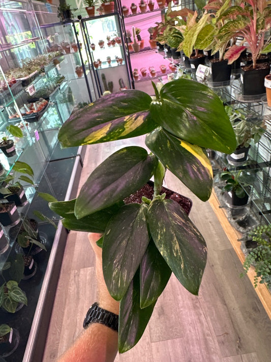Monstera standleyana 'Albo Variegata' (#204598721)