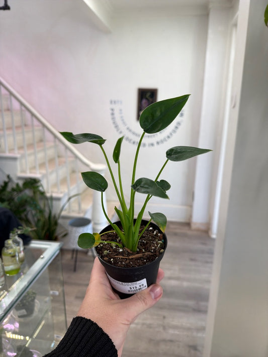 Alocasia Cv. 'Tiny Dancer' (#346583575)