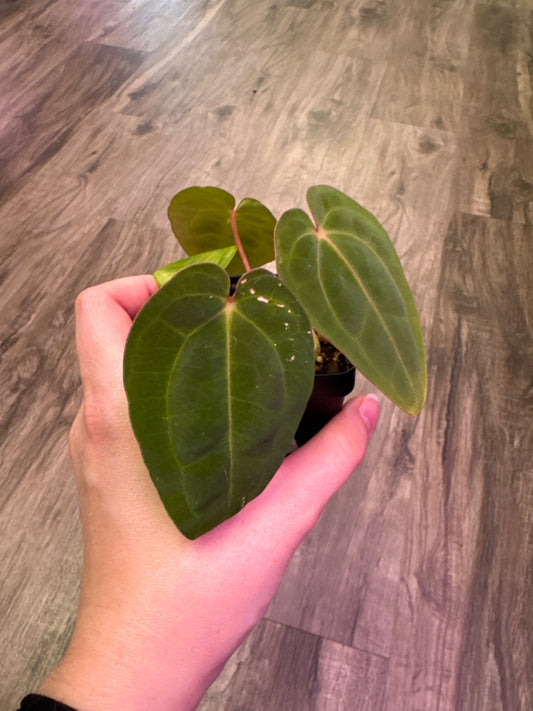 Anthurium Red Crystallinum x BVEP [ID #89935949691]