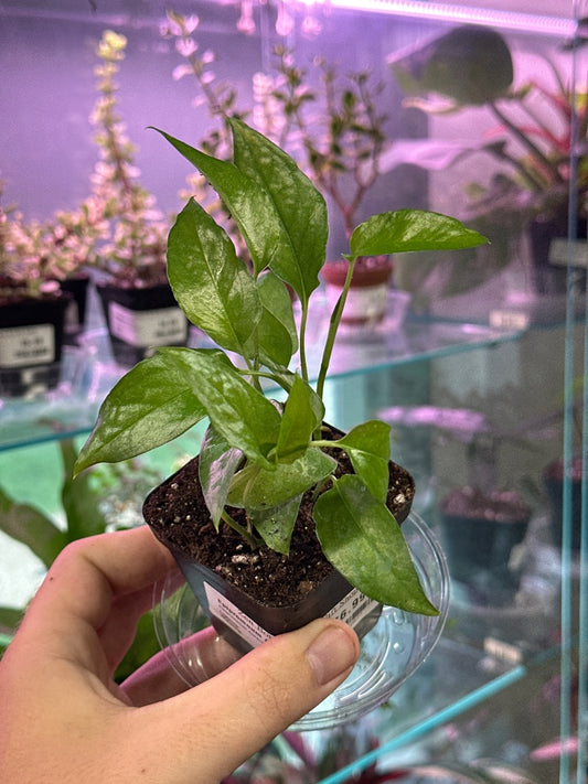 Epipremnum Aureum 'Skeleton Key' (#732872877)