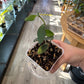 Hoya nummurlariodes (#5851292878)
