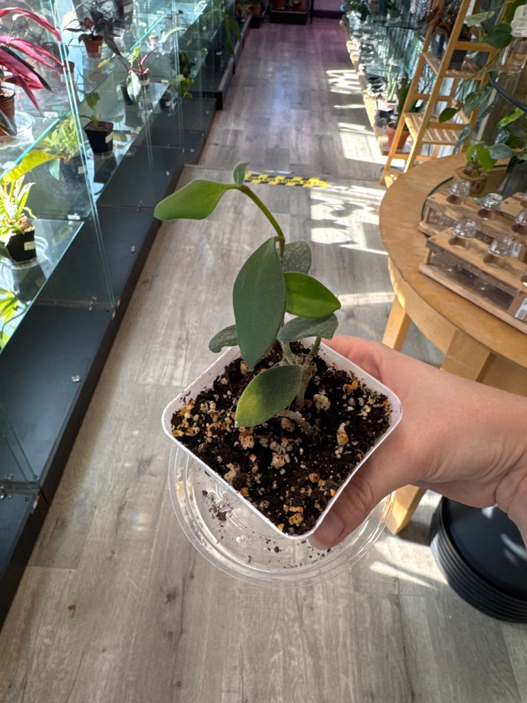 Hoya nummurlariodes (#5851292878)