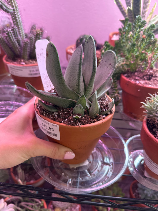 Gasteria gracilis (#398175894)