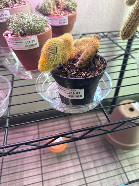 Aporocactus Flagelliformis 'Rat Tail Cactus crested' (#595854737)