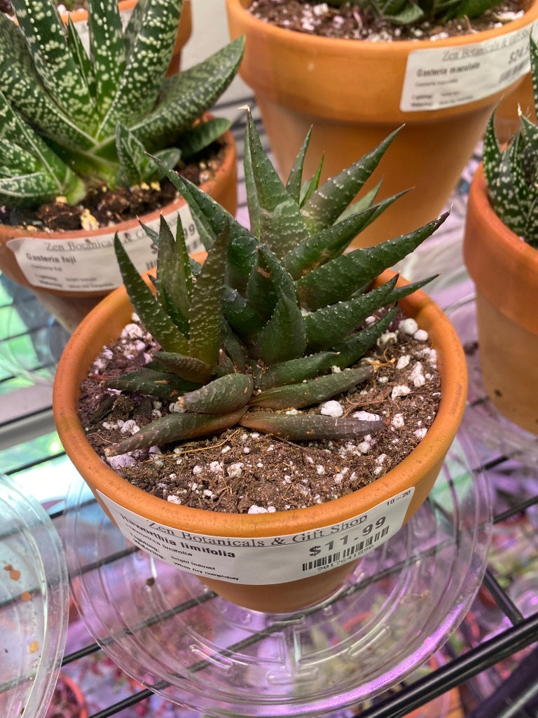 Haworthia limifolia (#9017641896)
