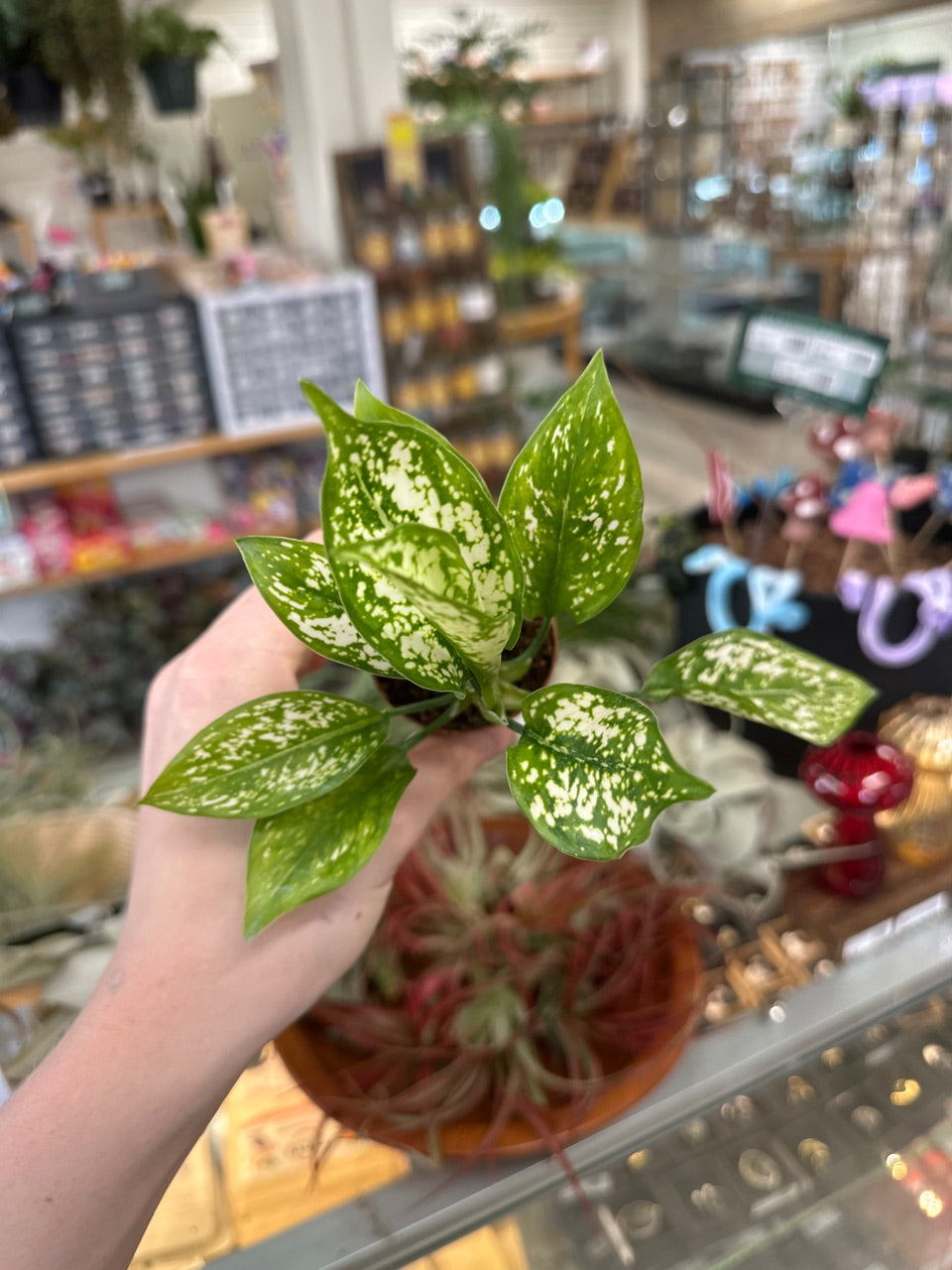 Aglaonema cv. 'Brevispathum' (#989224471)