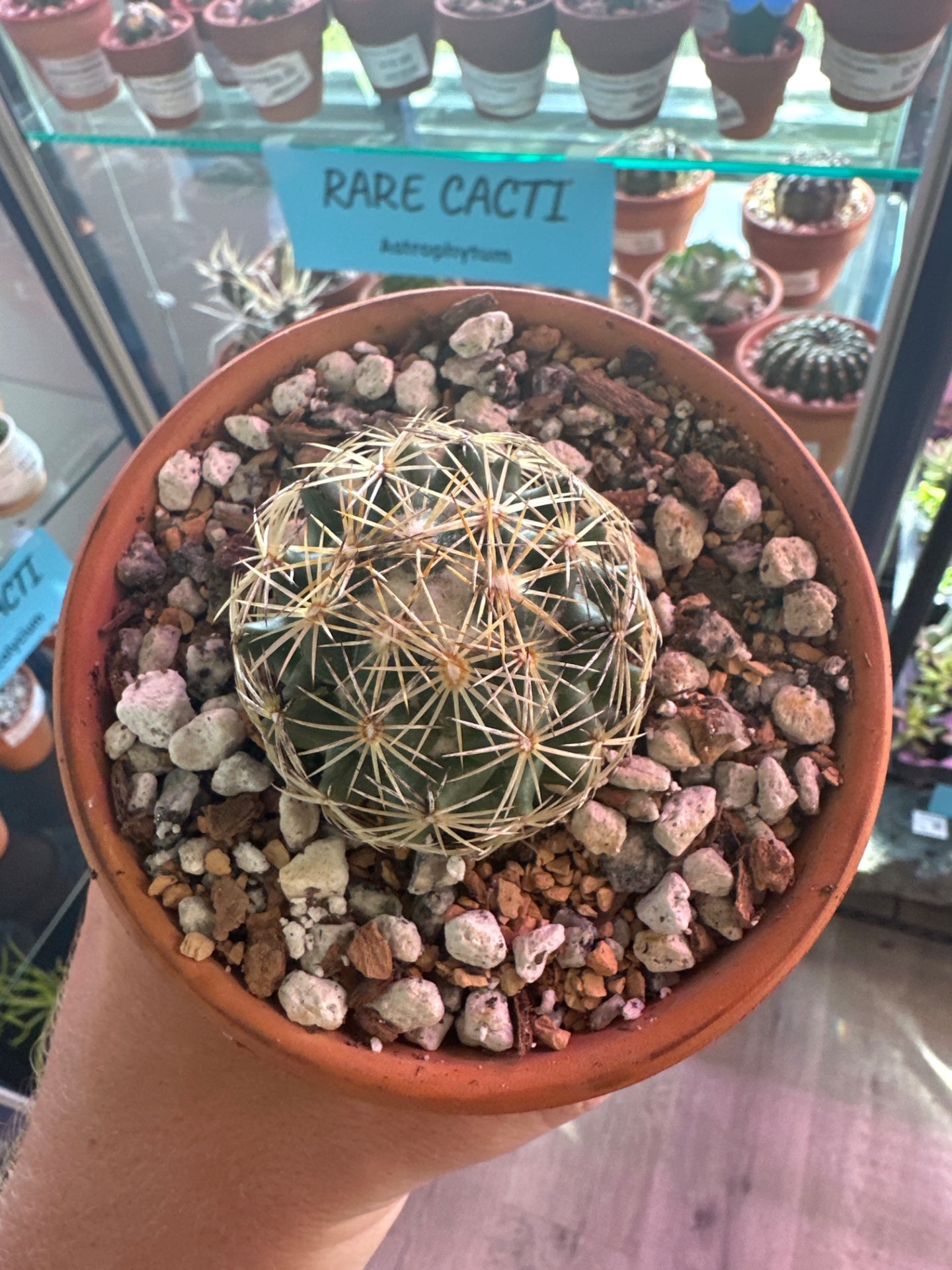 Coryphantha radians (4" Clay Pot) [ID #73854758]