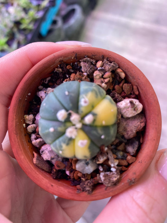 Astrophytum asteria Variegated (2.25") [ID #85031664]