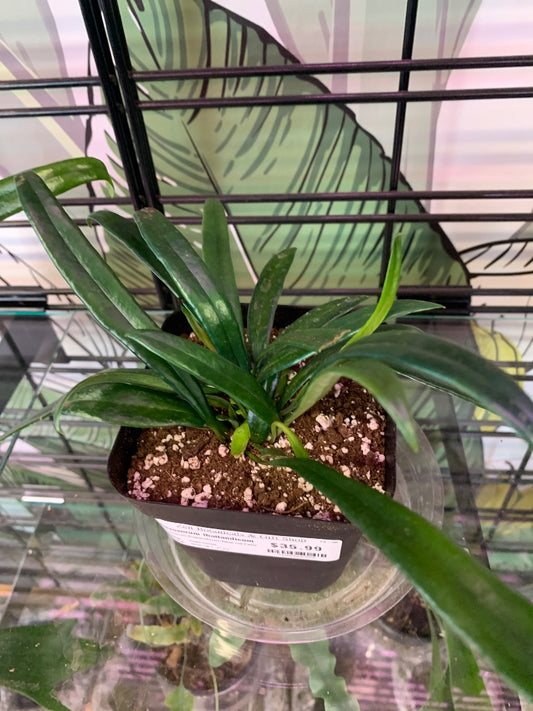 Microsorum thailandicum 'Blue Oil Fern' (#7155968959)