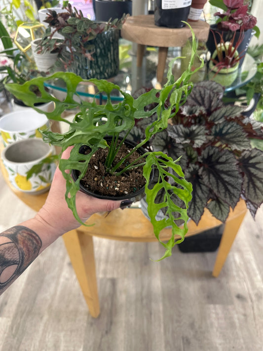 Monstera obliqua 'Peru' (#471098533)
