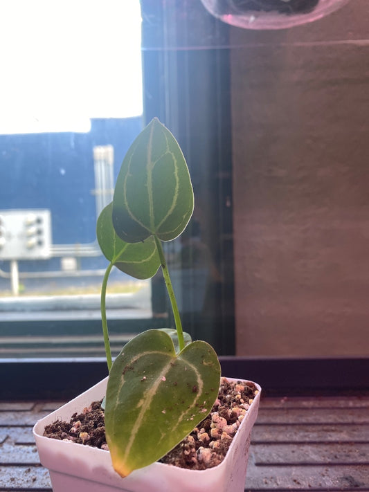 Anthurium noID '2x seedling' (#418276647)
