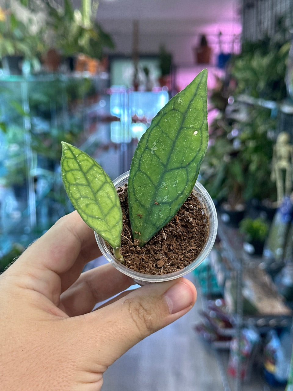 Hoya finlaysonii 'Big Leaves' [ID #55574700723]