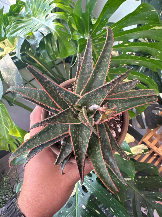 Aloe cv. (#573529788)