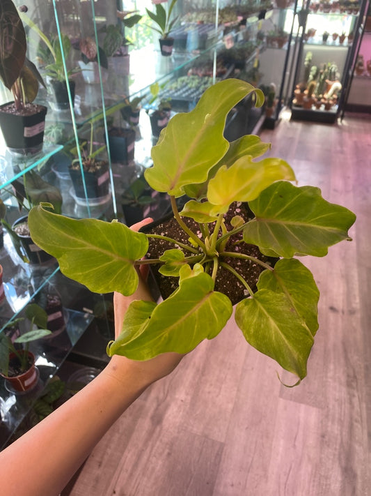 Thaumatophyllum xanadu 'Golden' (#8263206388)