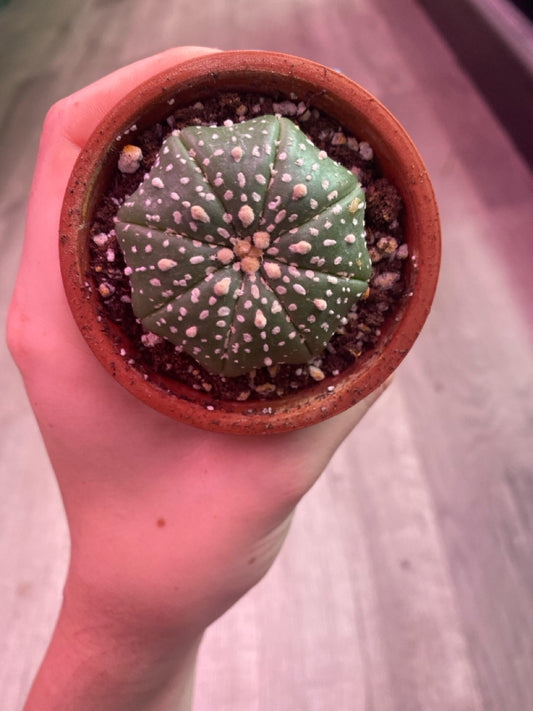Astrophytum asterias 'Super Kabuto' (#547839507)