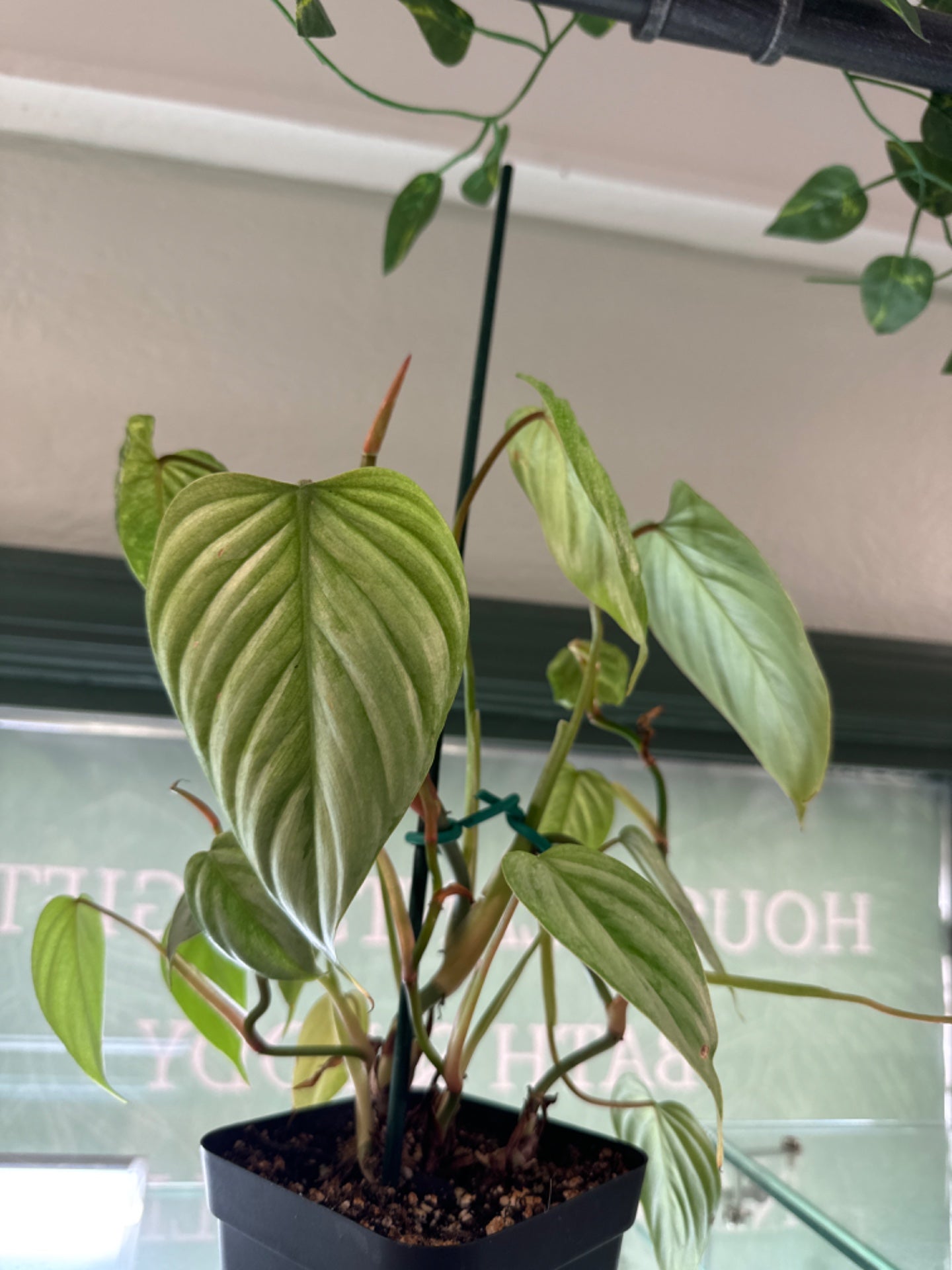 Philodendron Sodiroi (4" Plastic Pot) [ID #42593273]