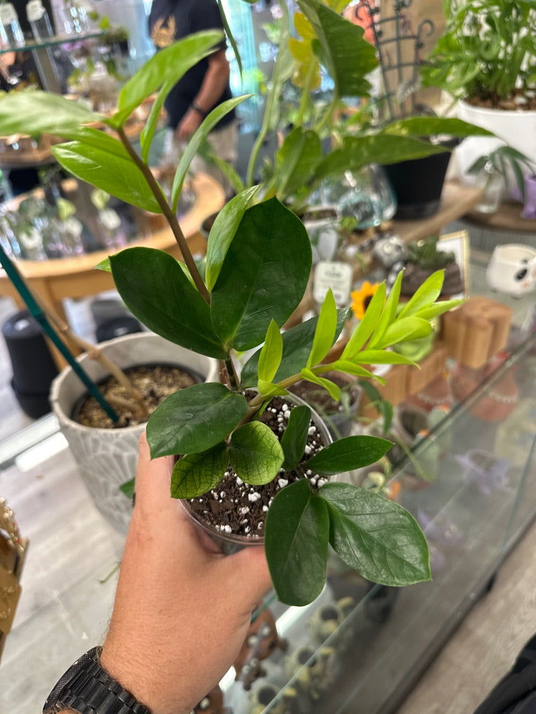 Zamioculcas zamiifolia 'Chameleon' (#691670430)