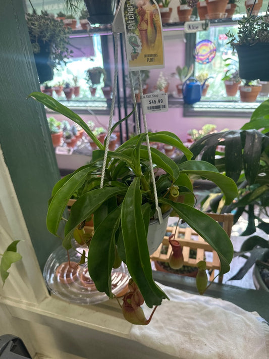 Nepenthes alata (#448225485)