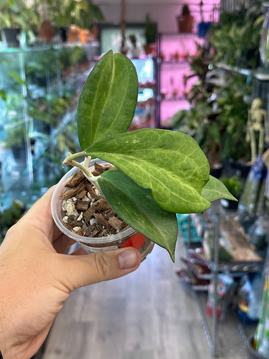 Hoya icensis (3") [ID #28916270]