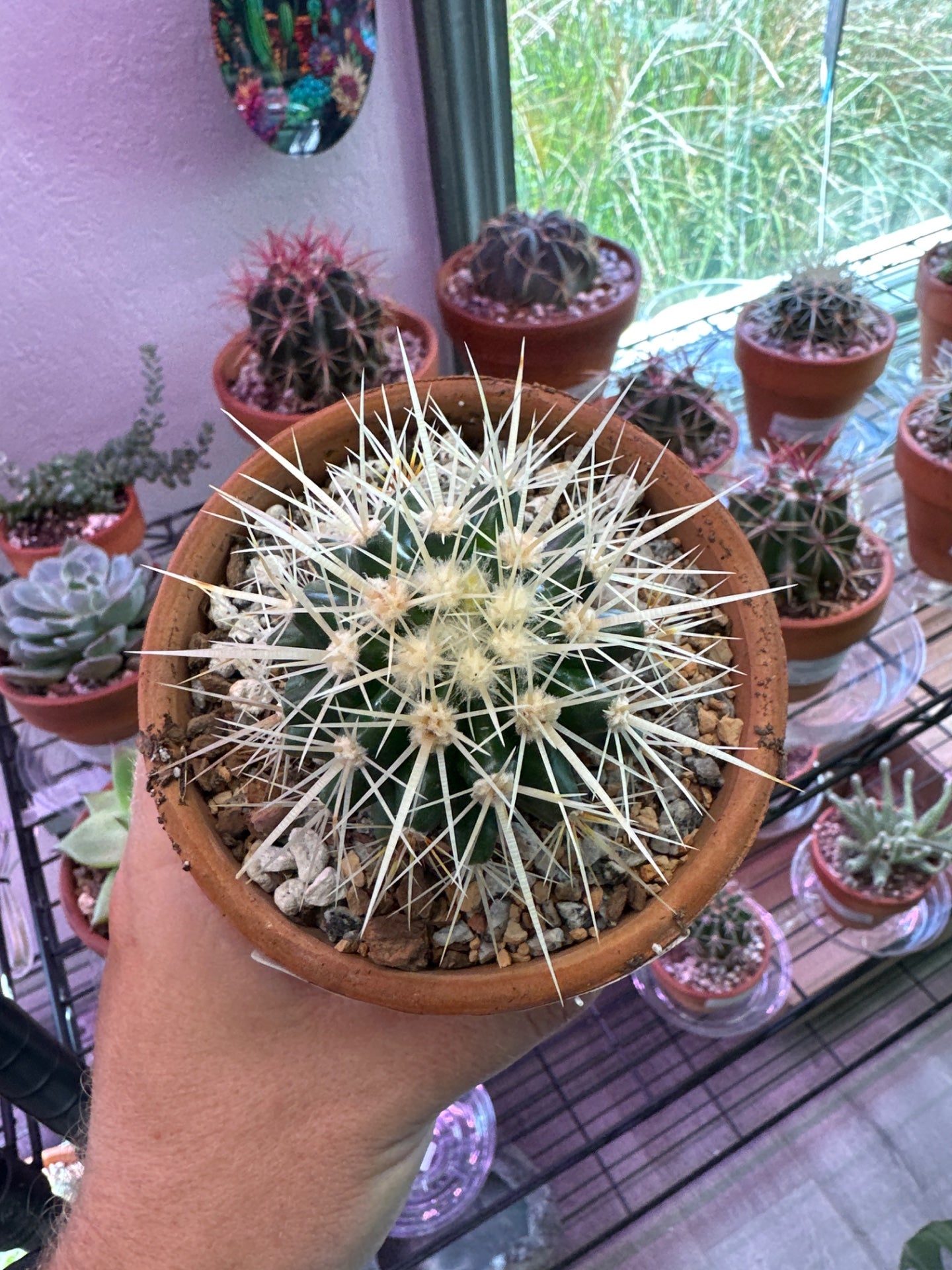 Echinocactus Grusonii (4") [ID #84769725446]