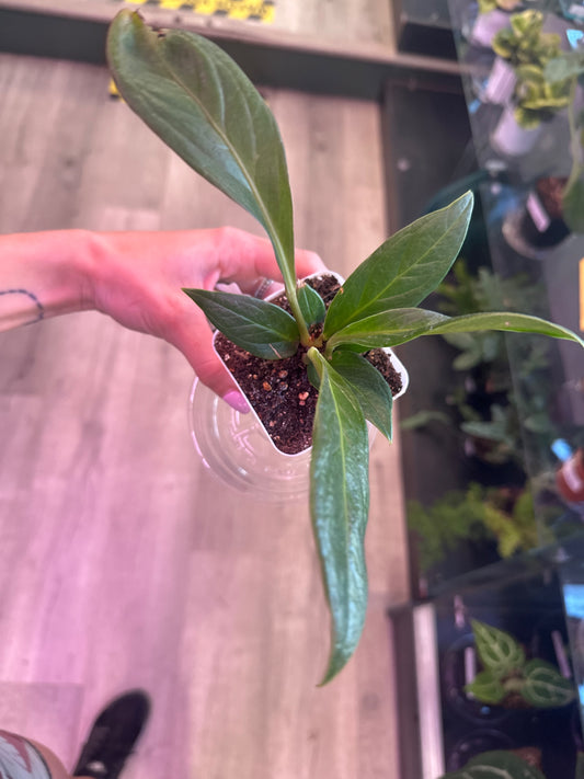 Anthurium bonplandii 'Cobra' (#694686251)